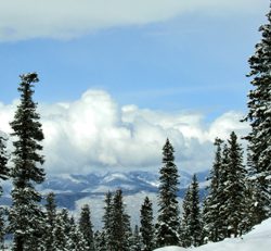 Angel Fire Snow on Trees